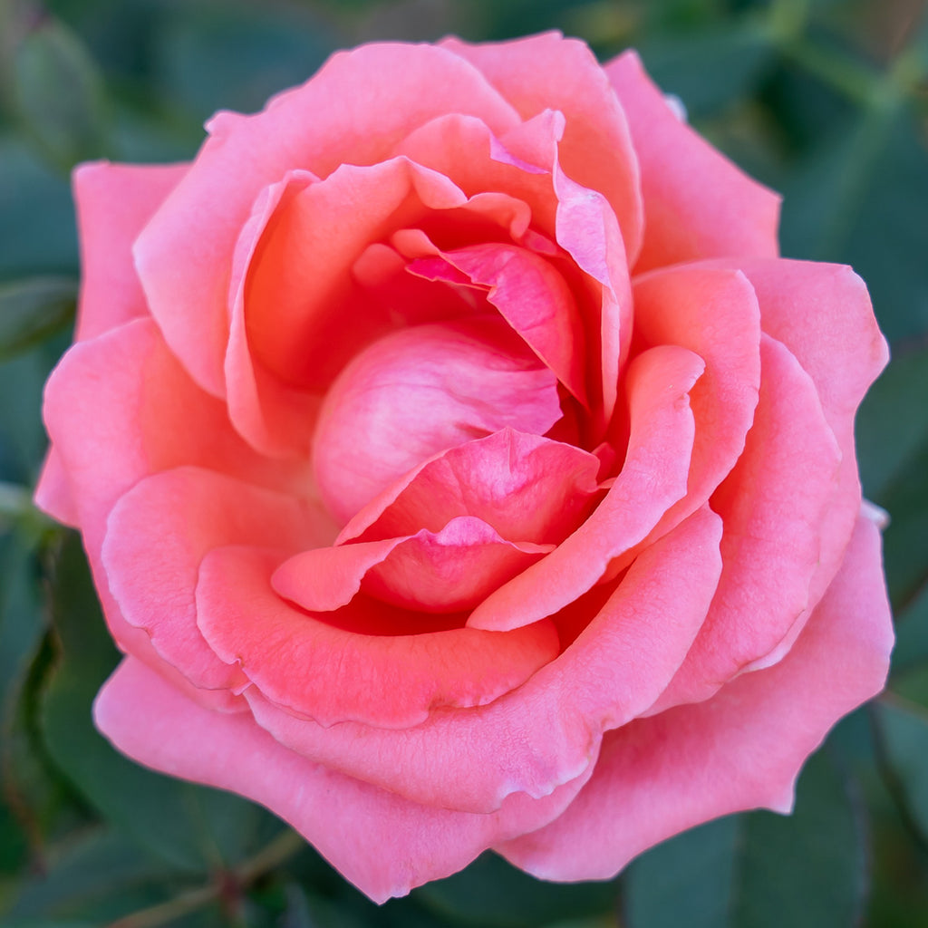 Climbing Rose™