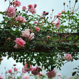 Climbing Rose™ - America