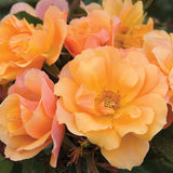 Rose - Tequila®