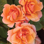 Rose - Tequila®