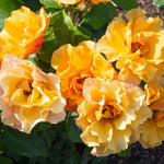 Rose - Tequila®