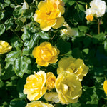 Rose - Tequila Gold®