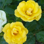 Rose - Tequila Gold®