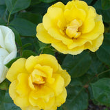 Rose - Tequila Gold®
