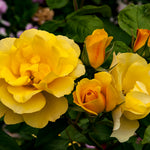 Rose - Tequila Gold®