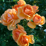 Rose - South Africa® Sunbelt®