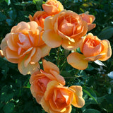 Rose - South Africa® Sunbelt®