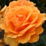 Rose - South Africa® Sunbelt®