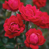 Rose - The KnockOut Double Red®