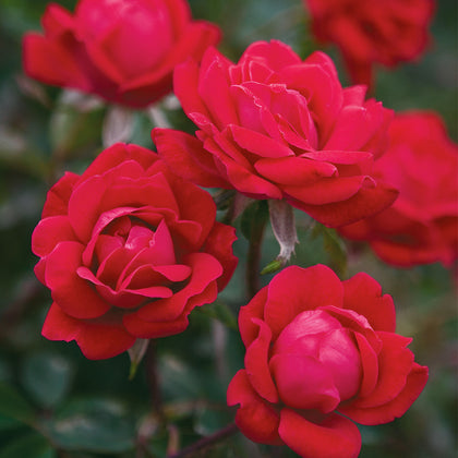 Rose - The KnockOut Double Red®