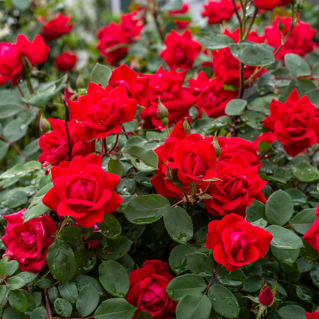 knockout roses seeds Rose