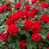Rose - The KnockOut Double Red®