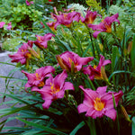 Daylily - Summer Wine