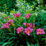 Daylily - Summer Wine