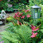 Daylily - Summer Wine