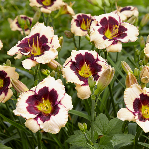 Daylily - Celebration of Angeles