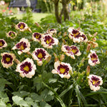 Daylily - Celebration of Angeles