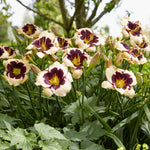 Daylily - Celebration of Angeles