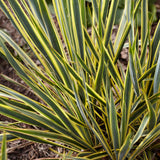 Yucca - Bright Edge