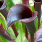 Calla Lily - Black Star