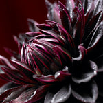 Dahlia - Black Jack