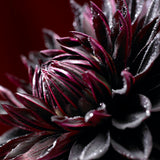 Dahlia - Black Jack