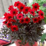 Dahlia - Container Variety - Pulp Fiction