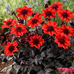 Dahlia - Container Variety - Pulp Fiction