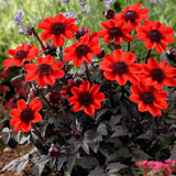 Dahlia - Container Variety - Pulp Fiction