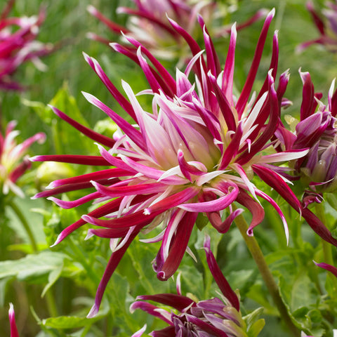 Dahlia - Spider Woman