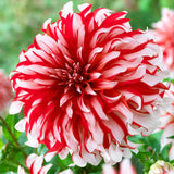 Dahlia - Santa Claus