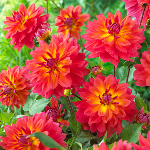Dahlia - Firepot