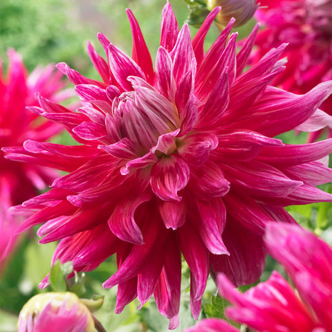 Dahlia - Grande Finale