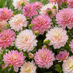 Dahlia - Pretty In Pink Blend