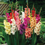 Gladiolus - Large Flowering Stars & Stripes Mix