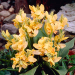 Canna - Golden Lucifer