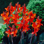 Canna - Eric Neubert