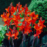 Canna - Eric Neubert