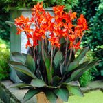 Canna - Eric Neubert