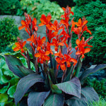 Canna - Eric Neubert