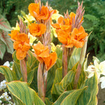 Canna - Pretoria