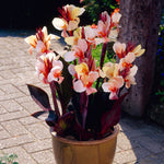Canna - Angel Martin