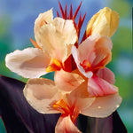 Canna - Angel Martin