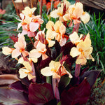 Canna - Angel Martin
