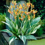 Canna - Giant - Stuttgart