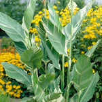 Canna - Giant - Stuttgart
