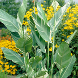 Canna - Giant - Stuttgart