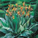 Canna - Giant - Stuttgart