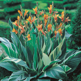 Canna - Giant - Stuttgart