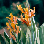 Canna - Giant - Stuttgart